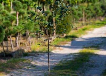 Brzoza brodawkowata (Betula pendula) wys. 120-150 cm, donica 3 l