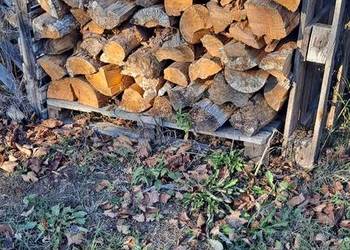 Sprzedam sosne 5 metr sucha 3 letnia