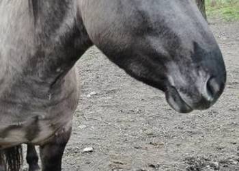 Konik polski 2 lata z papierami