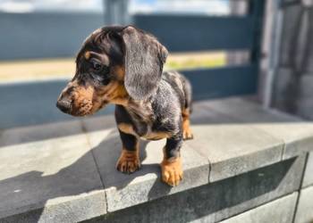 Jamnik Dackel dachshund merle
