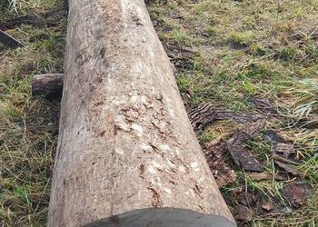 Jesion tartaczny w klocu