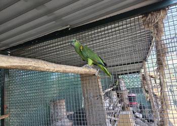 Amazonka Niebieskoczelna Samiec