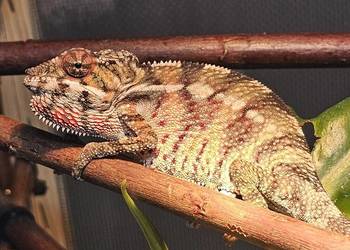 Samiec kameleon lamparci Ambilobe