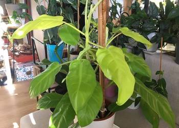 Filodendron Malay Gold domowa uprawa