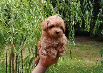 Maltipoo - suczka