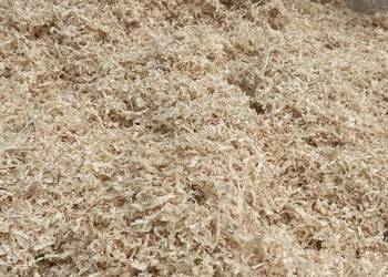 Wiory jodłowe Wiory jodłowe