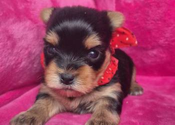 Yorkshire terrier,  śliczna sunia