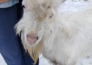 Kozioł Reproduktor ( ZAREJESTROWANY )