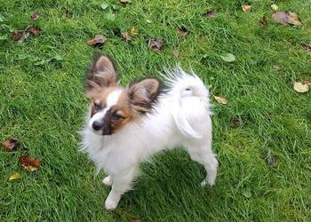 Suczka Papillon FCI / ZKwP