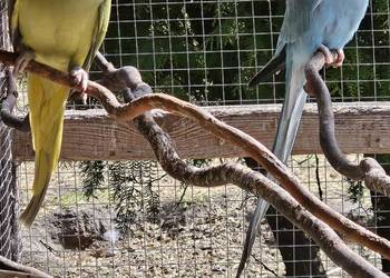 Sprzedam parę alexandretty obrożnych