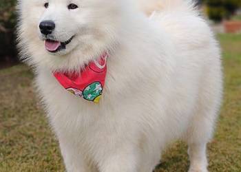 Samoyed piesek  9 miesięcy