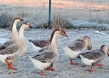 Gęsi landers i garbonosa