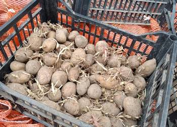 Sprzedam sadzeniak Gwiazdy