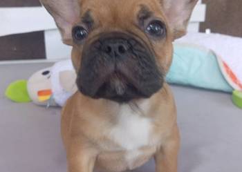 Buldog francuski