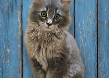 Kocięta Maine Coon z rodowodem FPL/FIFe