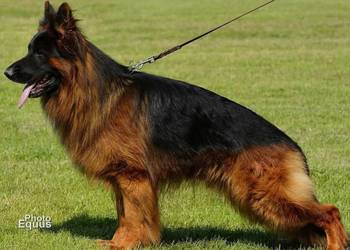 Owczarek Niemiecki Długowłosy - szczenięta FCI