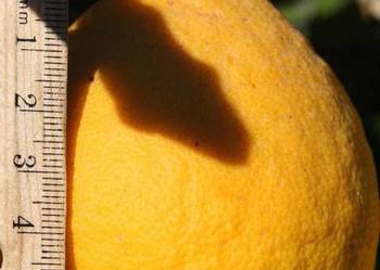 Cytrus Citrus Citrumelo 4475 Swingle