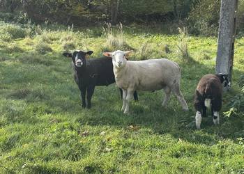 Sprzedam owce hodowlane