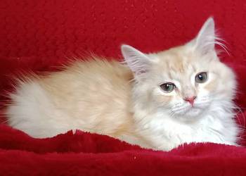 Koty Syberyjskie  - PICOLLO ZKolakowegoDomu*PL