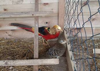 Bażant złocisty para