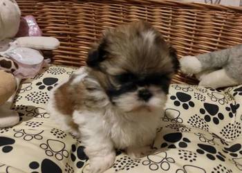 Shih tzu dziewczynka