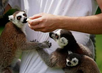 Oswojone Lemury Katta (łac. Lemur Catta) - piękne młode na butelce, hodowla Katowice