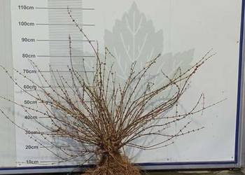 Sadzonki jagody kamczackiej odmiany WOJTEK i  inne