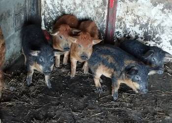 Prosięta mangalicy