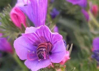 Żmijowiec Babkowaty