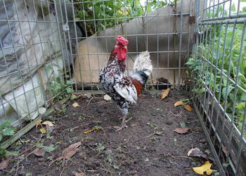 Liliputki nakrapiane różyczkowe para kogut + kura, kury