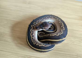 Pyton królewski Mahogany Mojave/Phantom