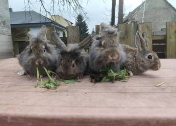 Króliki króliki młode