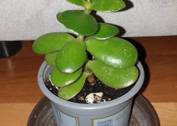 Grubosz, crassula,  roślina rosnąca