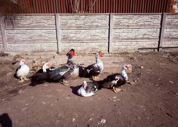 Kaczki, kaczory, koguty