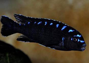 Pyszczak, Chindongo Elongatus Neon Spot