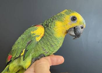 Amazonka Niebieskoczelna Xantopteryx