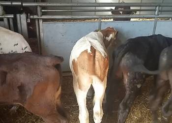 Sprzedam byczki mięsne