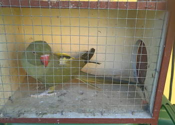 Aleksandretta obrożna samiec