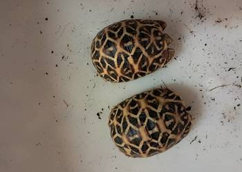 Żółw gwiaździsty lądowy Geochelone elegans