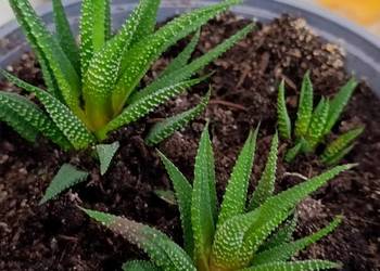 haworsja pasiasta sukulent do pilnej sprzedaży.