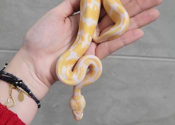 Pyton Królewski Albino Samiec