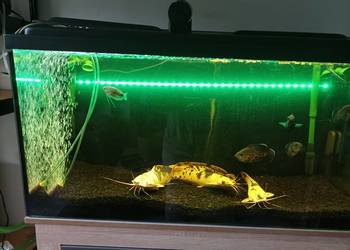 Akwarium Filtry Osprzęt Zestaw