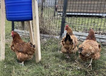 Oddam za darmo 3 kury nioski