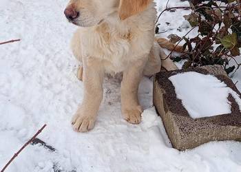 Golden RETRIEVER