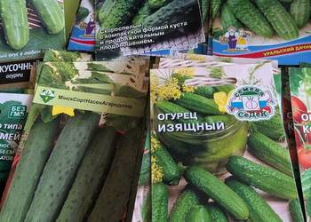 Kustowoj Izjaszcznyj Palczik Wierasen nasiona ogórki rosyjskie