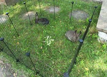 Klatka dla świnki morskiej kojec wybieg dla zwierząt DIY