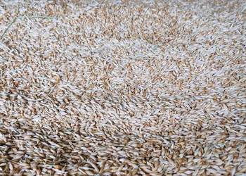 Jęczmień ozimy 2025r Jęczmień ozimy 2025r