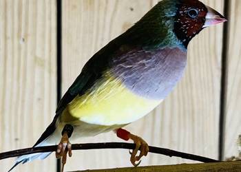 Amadyna wspaniała - samiczka 2025r