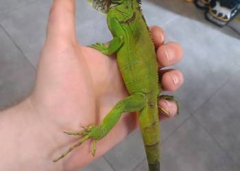 Legwan zielony Iguana
