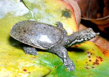 Żółwiaka chiński (Pelodiscus sinensis)